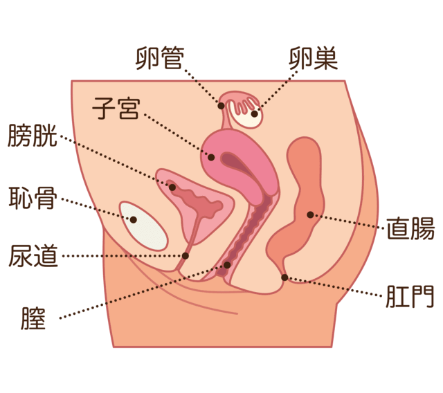 女性の生殖器の断面図