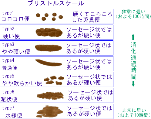 便の形成 | 消化・吸収の基礎知識
