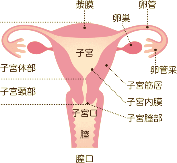 女性の内性器の断面図